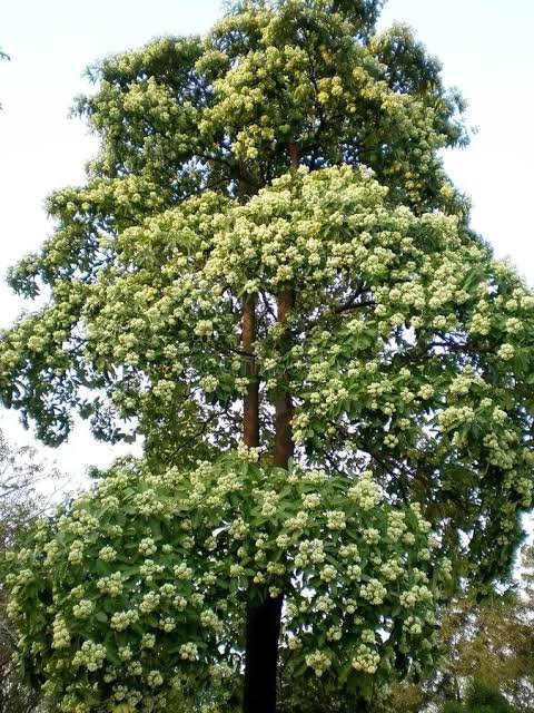 Chatim Tree